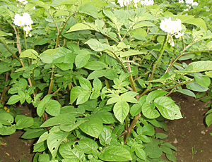 RAJA I BLOMST
