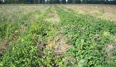 KARTOFLER PÅ STRYNØ